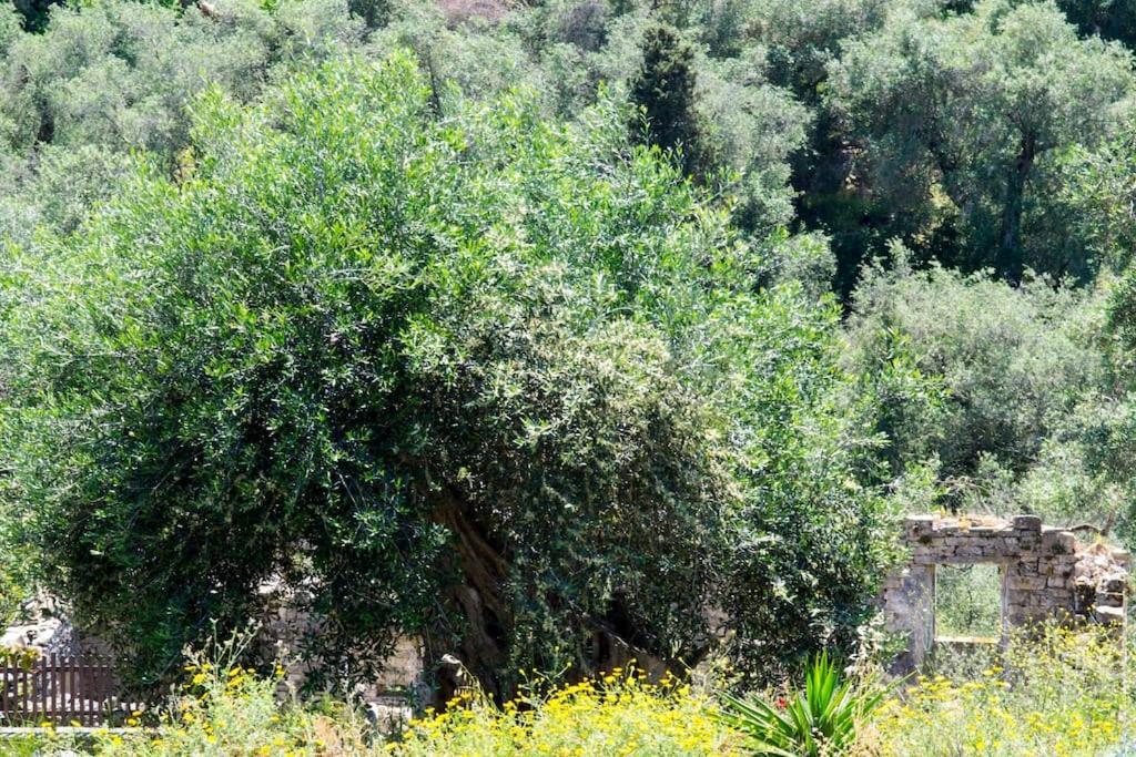 فيلا Militsa House جايوس المظهر الخارجي الصورة
